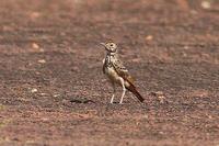 棕腰歌百靈 棕腰歌百靈