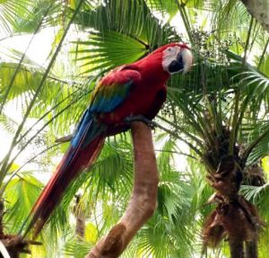 伊力格氏金剛鸚鵡 伊力格氏金剛鸚鵡