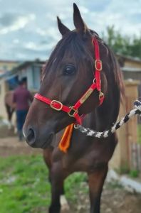 云南伯樂黑風(fēng)馬 云南伯樂黑風(fēng)馬