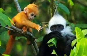 岜盆鄉(xiāng)白頭葉猴自然保護(hù)區(qū)