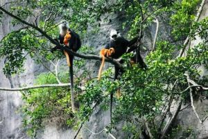 岜盆鄉(xiāng)白頭葉猴自然保護(hù)區(qū)