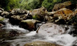 七沖國(guó)家級(jí)自然保護(hù)區(qū)