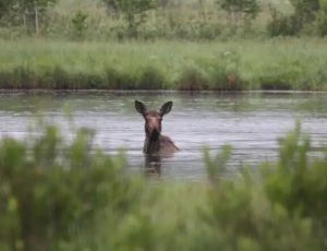 豌豆島國家野生動物保護區(qū) 豌豆島國家野生動物保護區(qū)