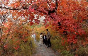 香山紅葉 香山紅葉