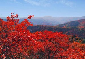 香山紅葉 香山紅葉
