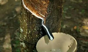 天然橡膠 天然橡膠