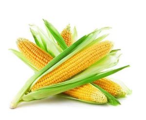 玉米 玉米
