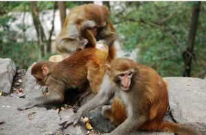 動物繁殖 動物繁殖