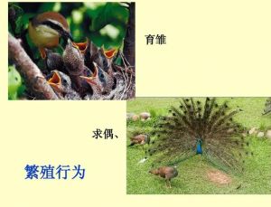 動物繁殖 動物繁殖