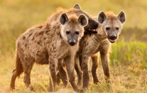 動物繁殖 動物繁殖
