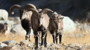 巖羊 巖羊