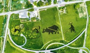 農(nóng)業(yè) 農(nóng)業(yè)