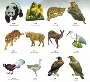 國(guó)家保護(hù)動(dòng)物 國(guó)家保護(hù)動(dòng)物