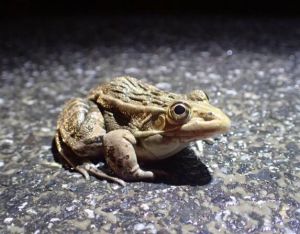 黑斑側(cè)褶蛙 黑斑側(cè)褶蛙