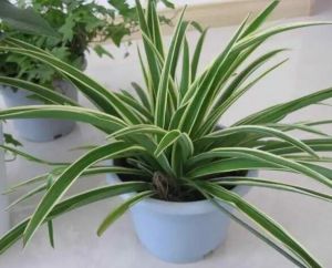 常綠植物 常綠植物