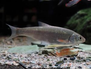 東北雅羅魚 東北雅羅魚