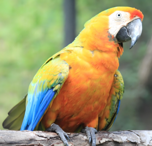 金剛鸚鵡 金剛鸚鵡