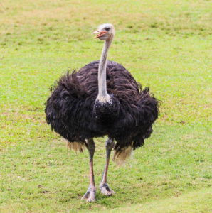 鴕鳥 鴕鳥