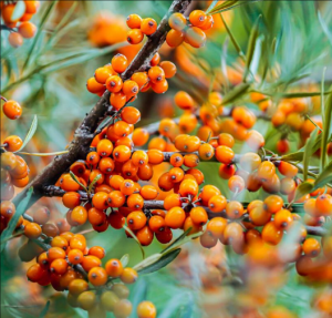 新疆沙棘? 新疆沙棘?