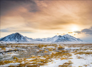 北極苔原 北極苔原
