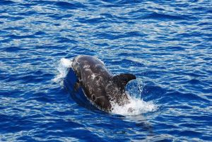 里氏海豚 里氏海豚