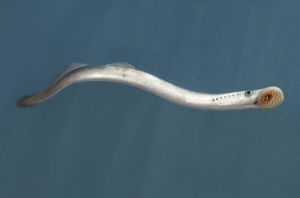 日本七鰓鰻 日本七鰓鰻