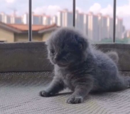 果凍是只可愛貓